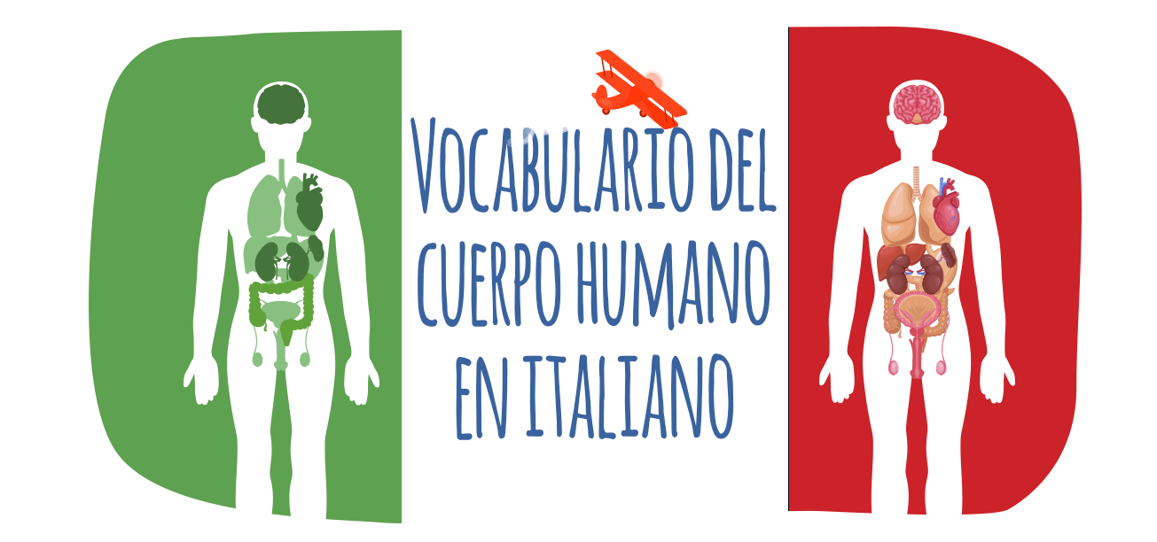 Vocabulario del cuerpo humano en italiano 